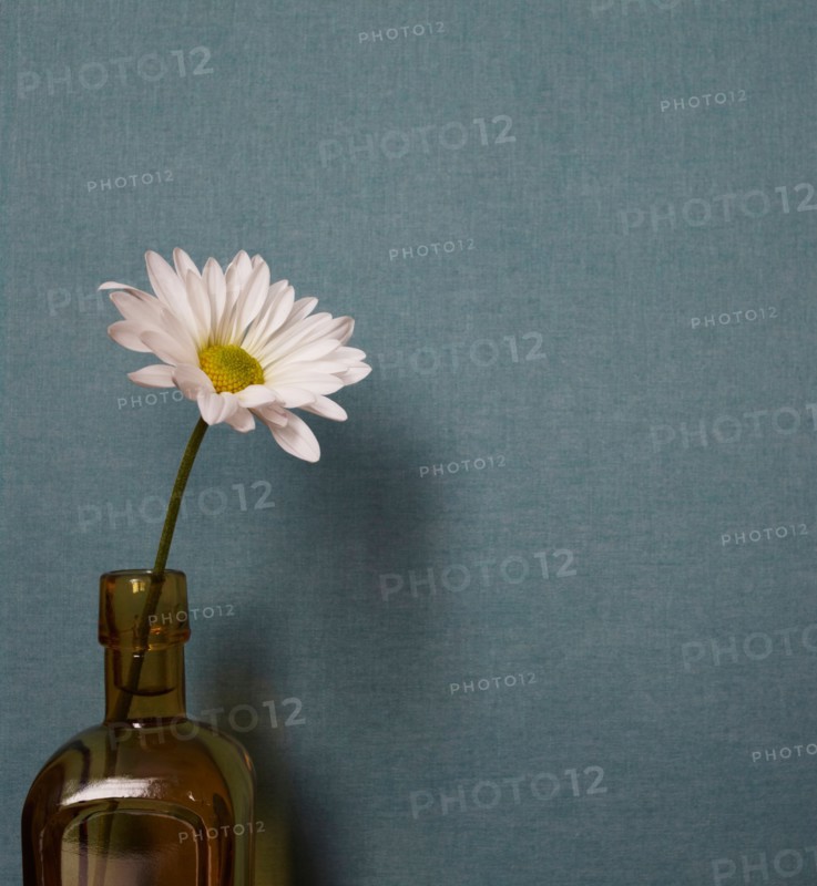 Studio shot of single daisy flower in vase on blue background