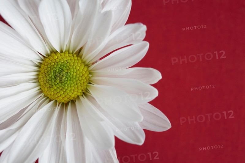 Close-up view of daisy flower head on red background