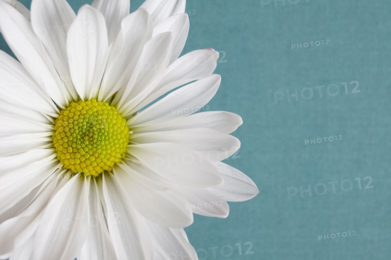 Close-up view of daisy flower head on blue background