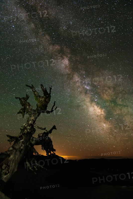 Milky Way and old tree at night