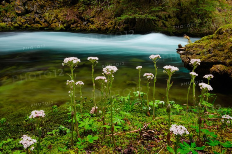 McKenzie River with wildflowers in foreground