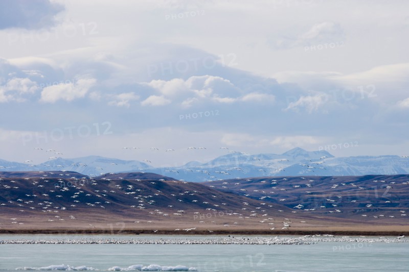 Flock of Gregarious geese over lake