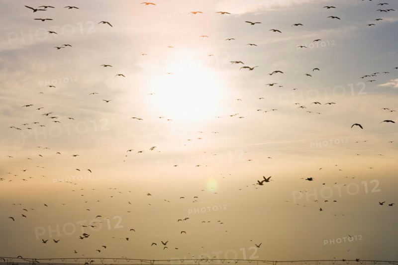 Flock of Gregarious geese flying at sunset