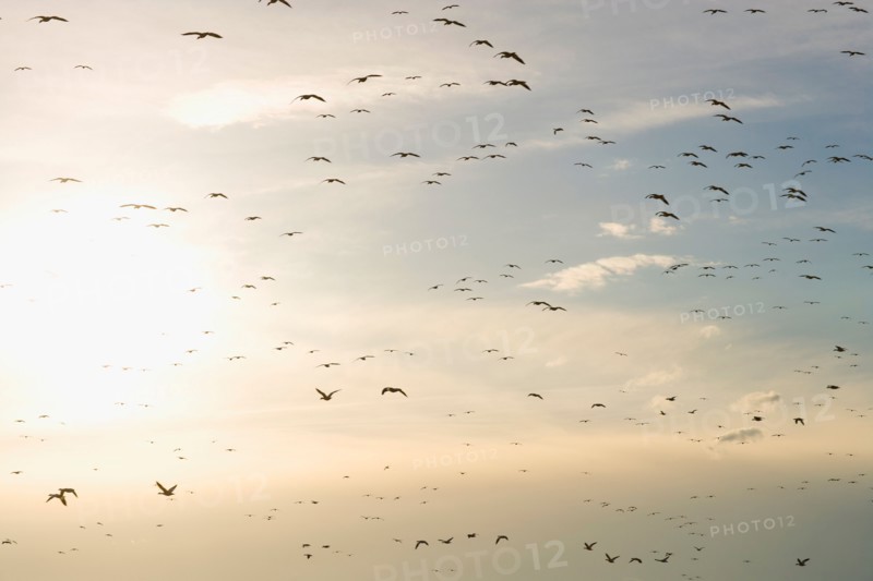 Flock of Gregarious geese flying at sunset
