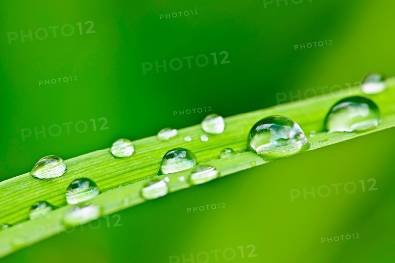 Close-up view of dew on green leaf