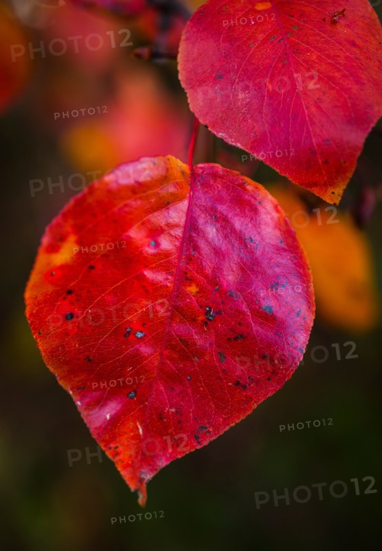 Autumn leaves.