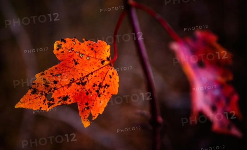 Autumn leaves.