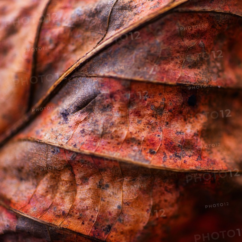 Detail of autumn leaf.