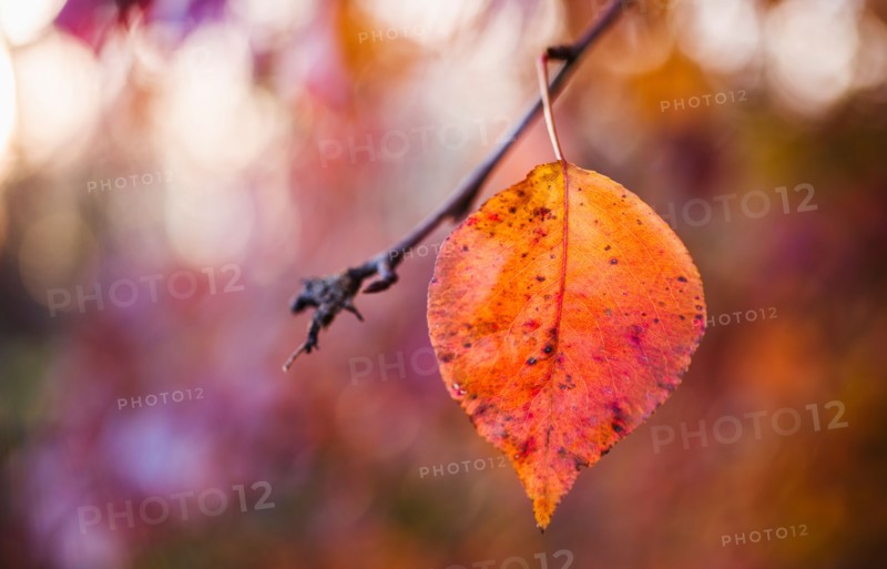 Autumn leaf.