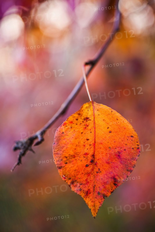 Autumn leaf.