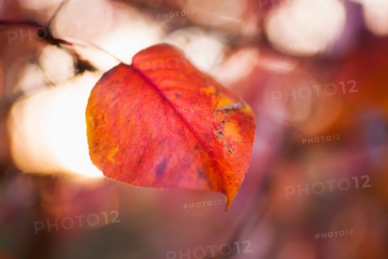 Autumn leaf.