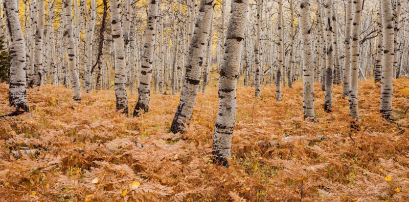 Aspen forest in autumn. Photo : Mike Kemp