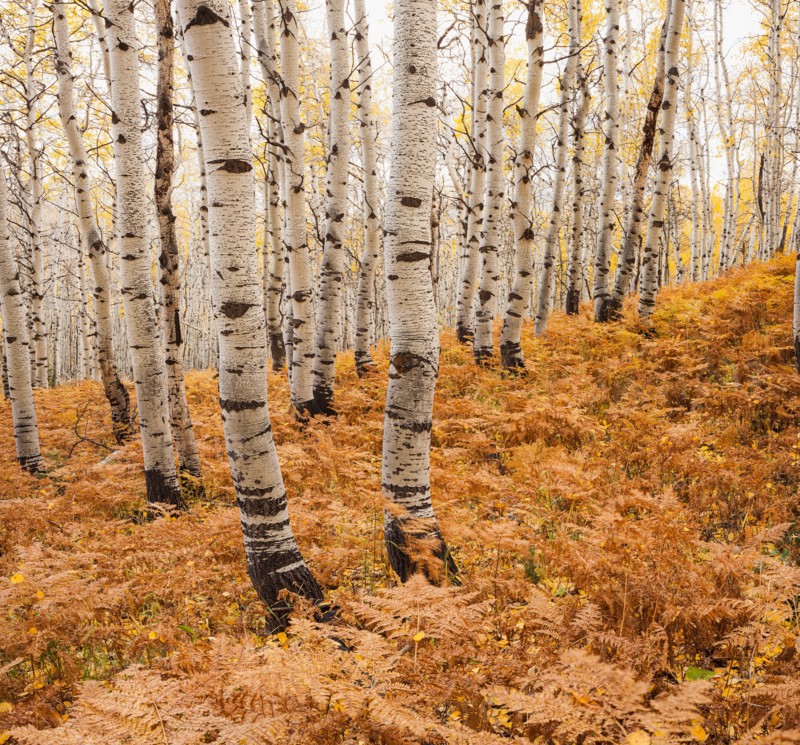 Aspen forest in autumn. Photo : Mike Kemp