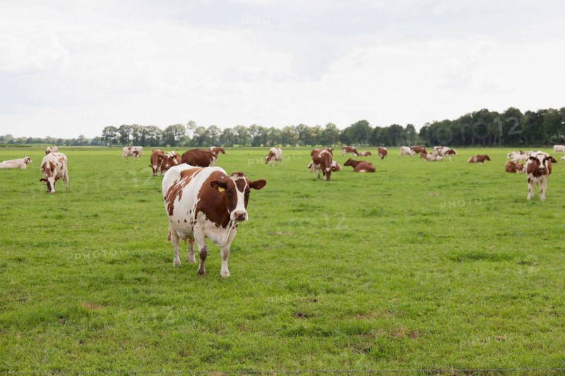 Cows on pasture. Photo: Jan Scherders