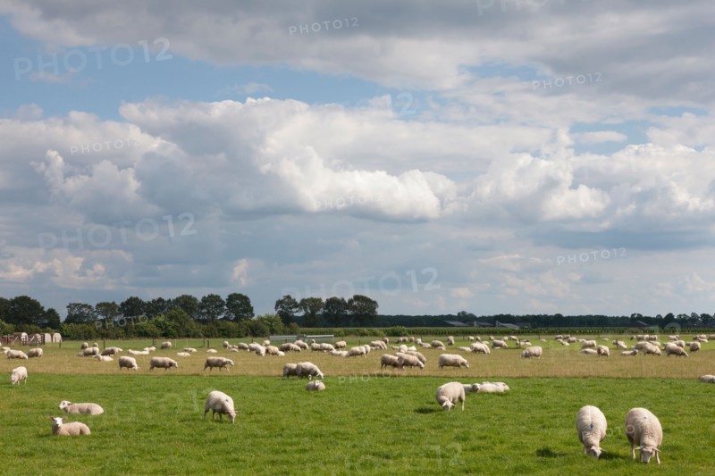 Flock of sheep on pasture. Photo: Jan Scherders