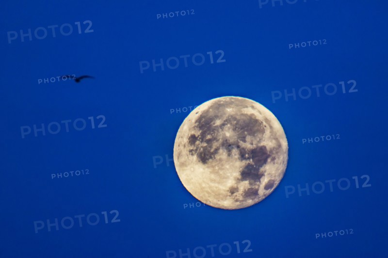 Full moon with silhouette of bird.