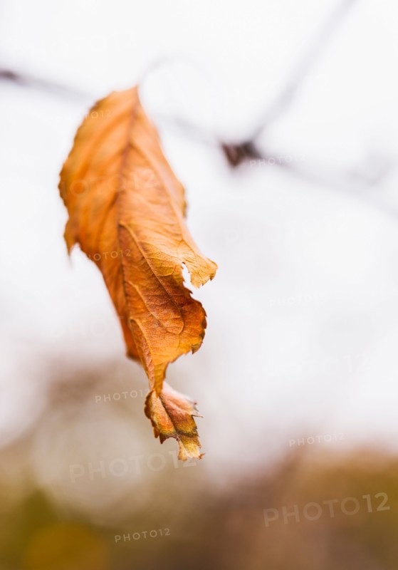 Autumn leaf.