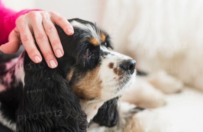 Senior woman stroking her dog.