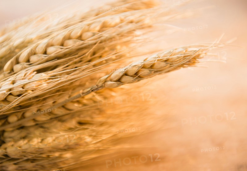 Close-up of wheat ear