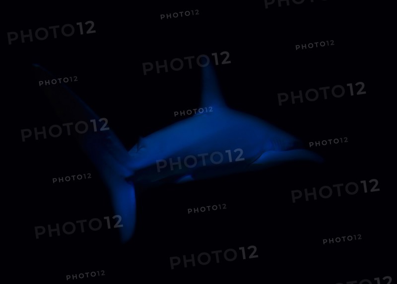 Side view of swimming shark