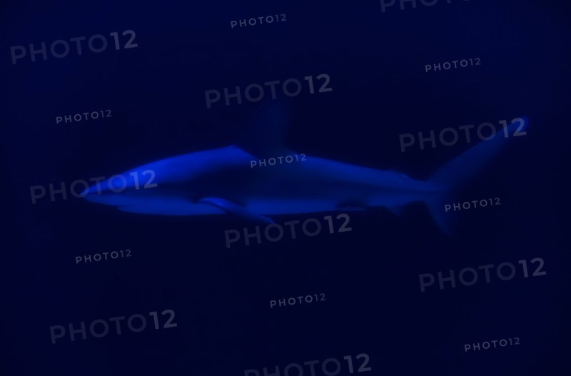 Side view of swimming shark