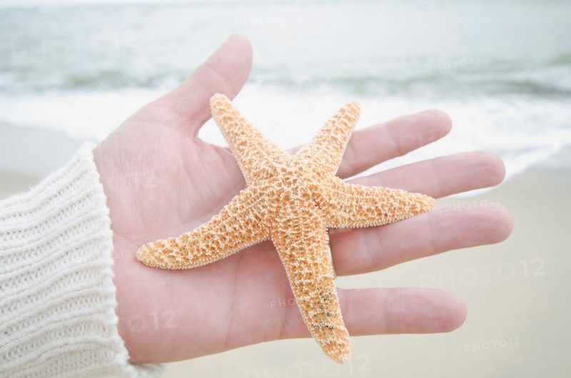 Human hand holding starfish