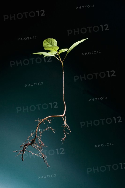 Seedling of plant