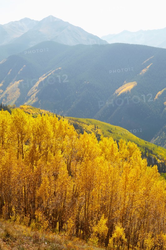 Autumn landscape with aspen trees