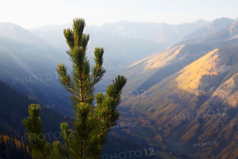Mountain landscape with pine tree in foreground