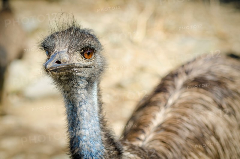 Portrait of emu
