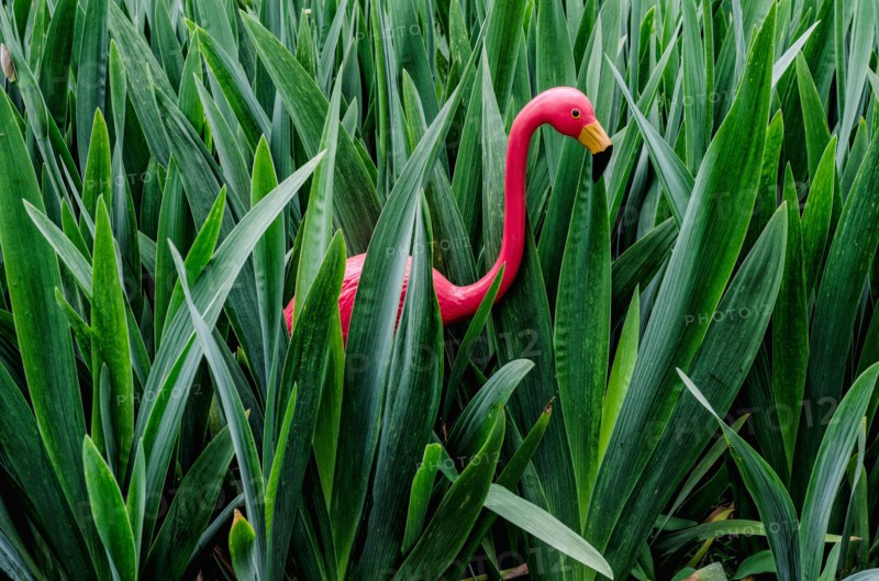 Artificial flamingo in leaves