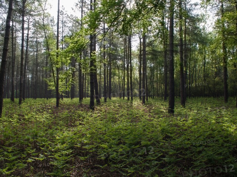 View of forest