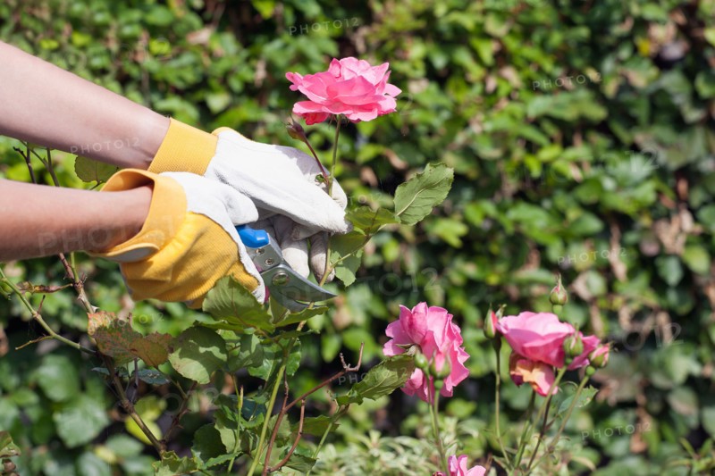 Woman using pruning shears for cutting rose