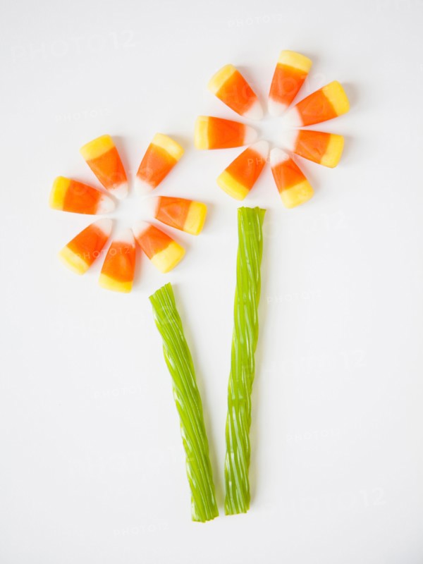 Studio Shot of candy corn imitating flowers