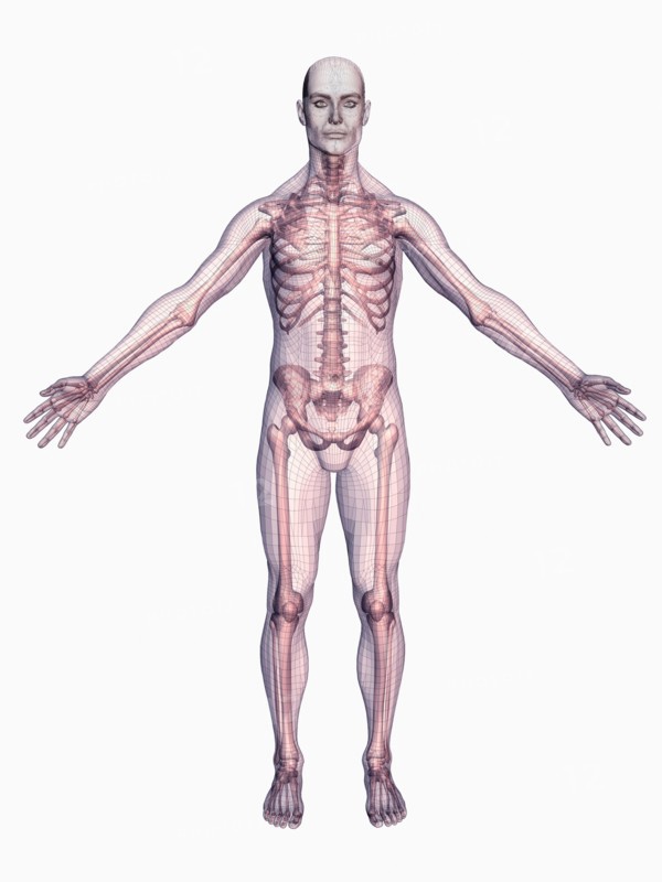 Human skeleton on white background
