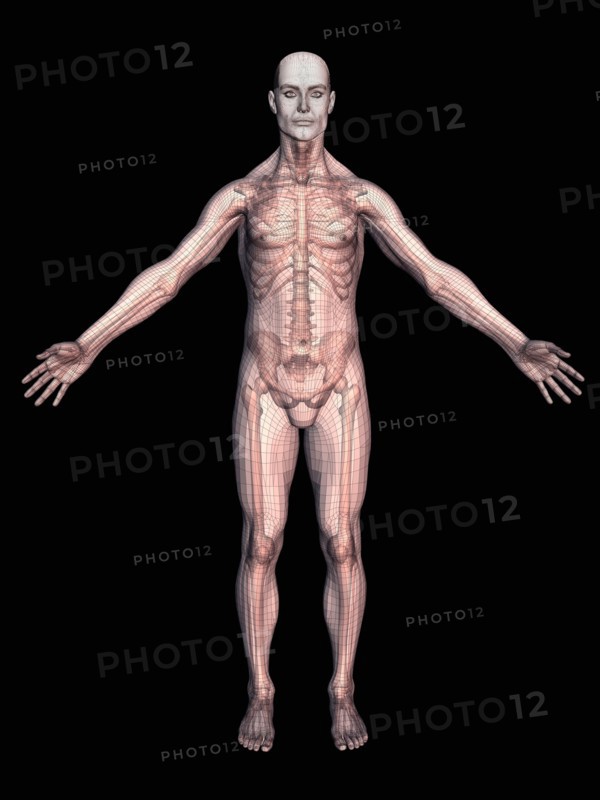 Human skeleton on black background