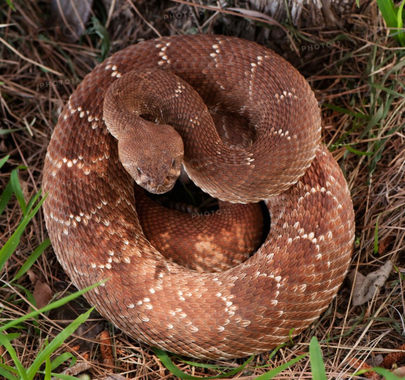 Rattlesnake coiled in grass