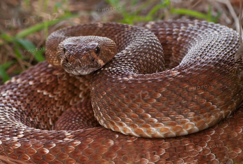 Rattlesnake coiled in grass