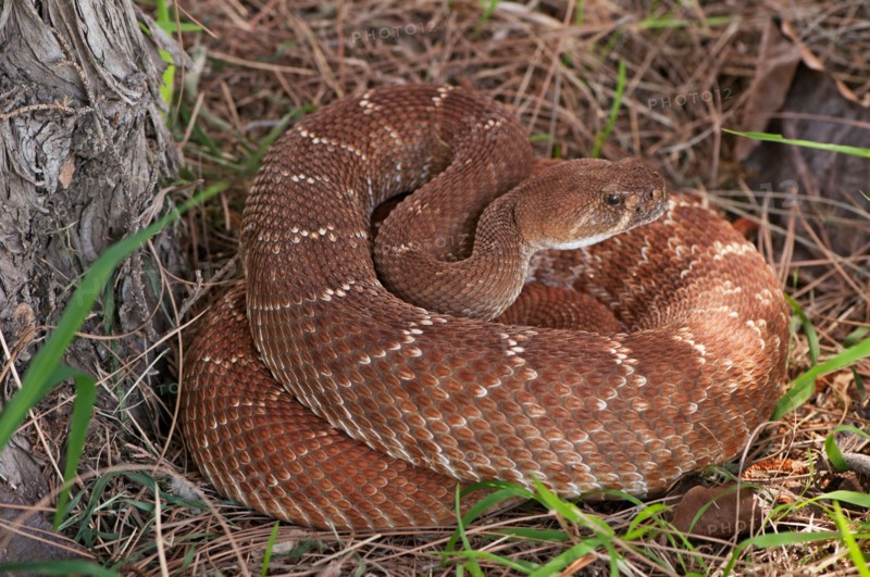 Rattlesnake coiled in grass