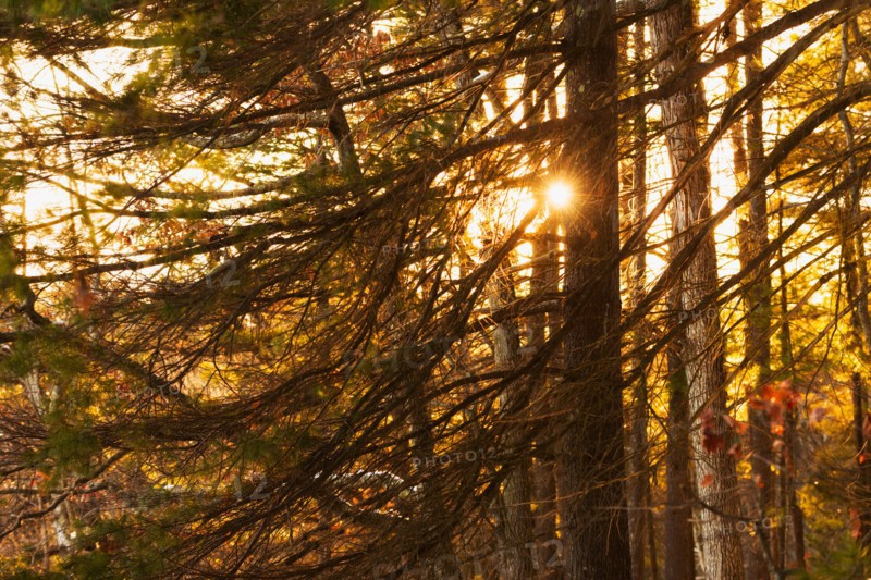 Trees at sunset. Walden Pond, Concord, Massachusetts.