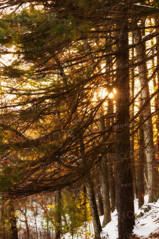 Trees at sunset. Walden Pond, Concord, Massachusetts.