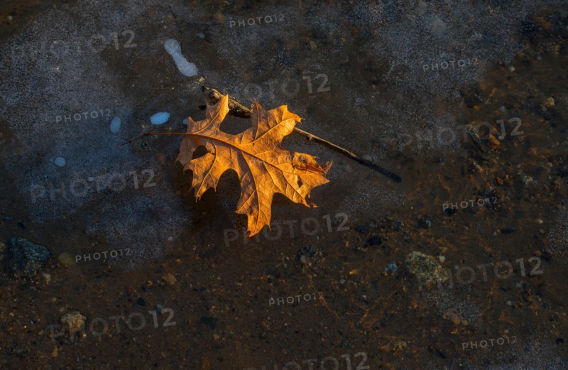 Leaf in snow. Walden Pond, Concord, Massachusetts.