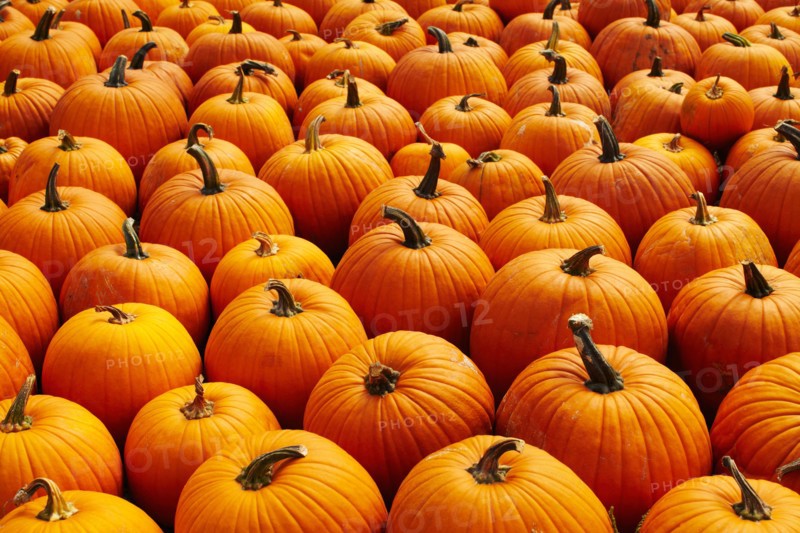 Pumpkins, full frame