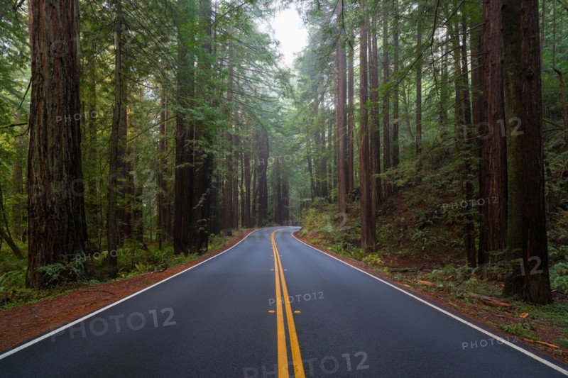Road in forest
