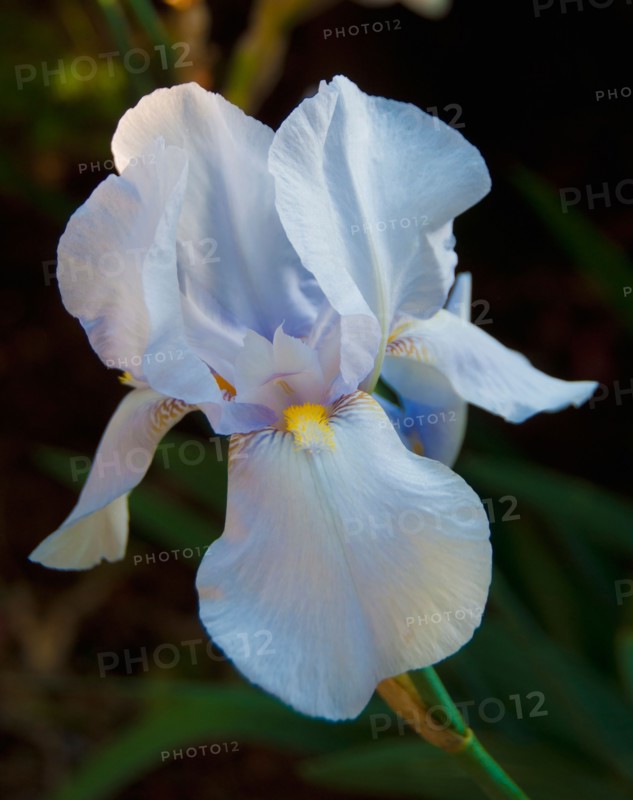 White iris