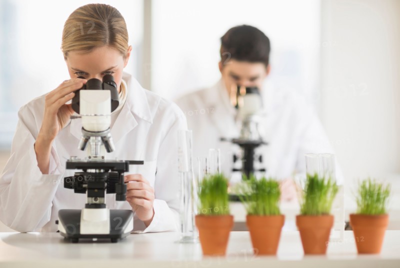 Scientists doing research on microscopes.