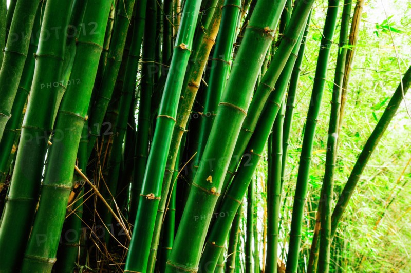 Bamboo grove. Jamaica.