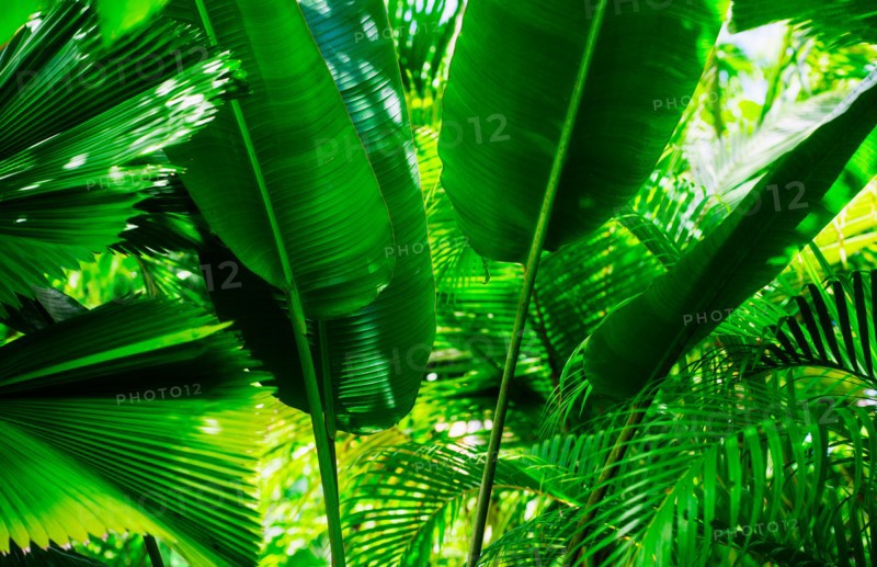 Tropical foliage. Jamaica.