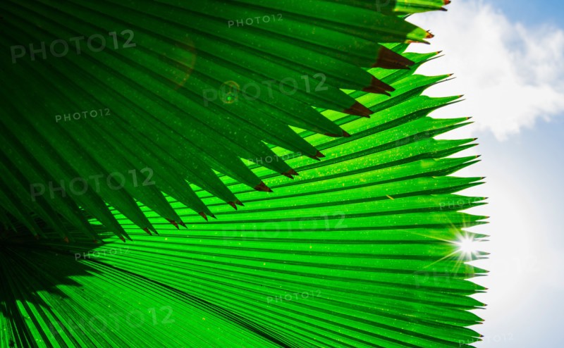Palm frond against sky. Jamaica.