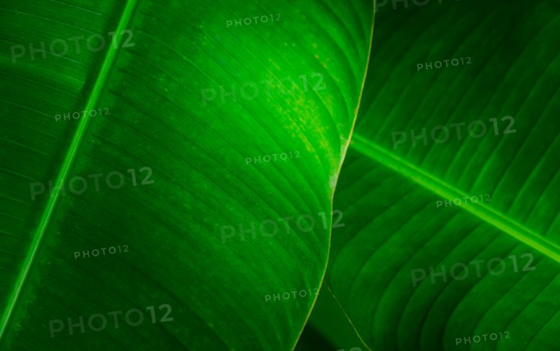 Close-up of green leaves. Jamaica.